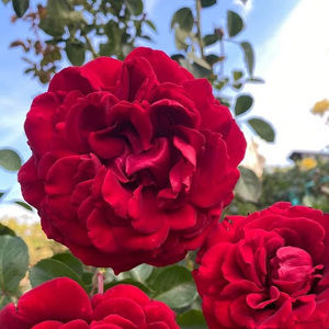 Meet your Posher, Martinez